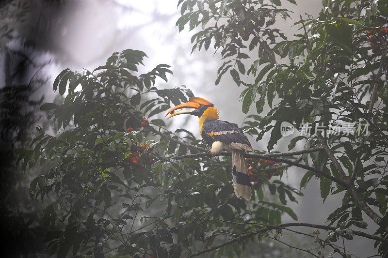 犀鸟:成年雌性大犀鸟(Buceros bicornis)，也被称为凹盔犀鸟，大印度犀鸟或大斑犀鸟。